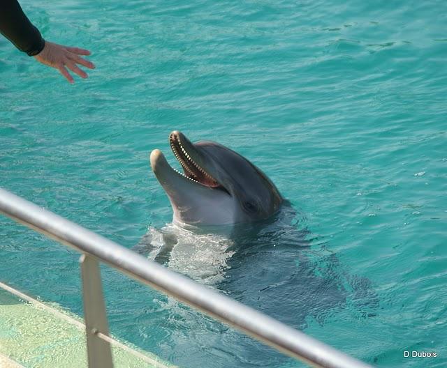 dopfin
Les Dauphins de Planète Sauvage .
Aux portes de... dopfin
Les Dauphins de Planète Sauvage .
Aux portes de...