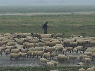 Moutons de prés salés de la Baie de Somme