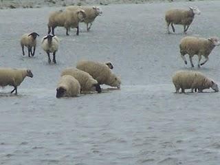 Moutons de prés salés de la Baie de Somme