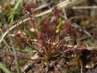 Étang de la Comtesse Rossolis intermédiaire