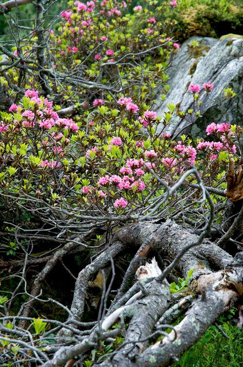 Cerises façon pain d'épice DSC_6143