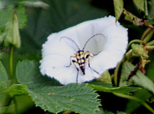 La lepture maculée nature