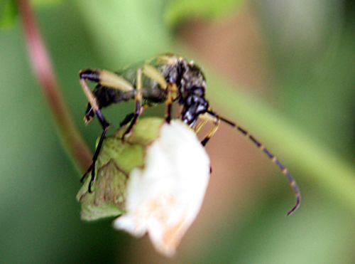 La lepture maculée nature