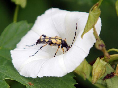 La lepture maculée nature