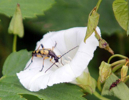 La lepture maculée nature