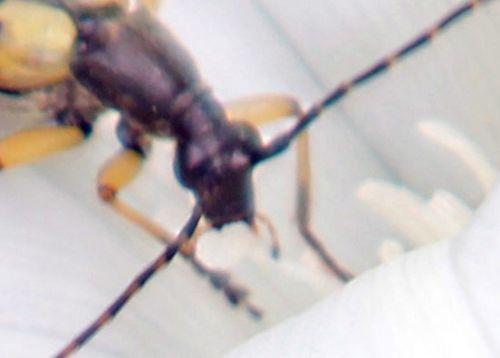 La lepture maculée nature