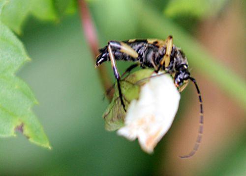 La lepture maculée nature