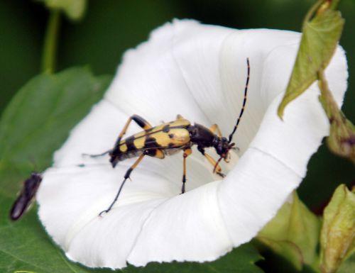 La lepture maculée nature