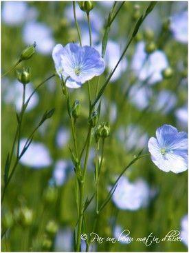 FLEURETTES ...Particulièrement bien 'entourée' cet... DSCF6337