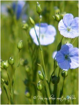 FLEURETTES ...Particulièrement bien 'entourée' cet... DSCF6345b