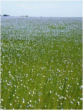 FLEURETTES ...Particulièrement bien 'entourée' cet... DSCF6335