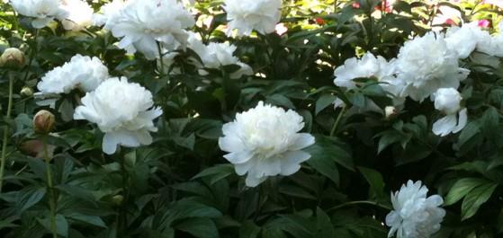 PEONIES PEONIES 559x265 Réflexion