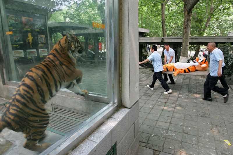<b></div>Neutralisé</b>. Non, Tigrou n'a pas été arrêté pour agression contre Bourriquet ou pour avoir cambriolé la maison de Porcinet. Le 2 juin, une équipe d’employés du zoo de Chengdu, dans la province chinoise du Sichuan, a pratiqué un exercice de sécurité pour se préparer à neutraliser un tigre échappé, en poursuivant un volontaire déguisé tel une mascotte, dont le costume n'était autre que celui du fameux héros du dessin animé. Les gardiens, équipés de bâtons et armés de cartouches de tranquillisant, sont rapidement parvenus à capturer «l'animal», avant de l'emmener sous les yeux étonnés de ses congénères…