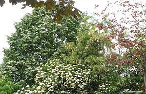 Lilas et sureau SUREAU72