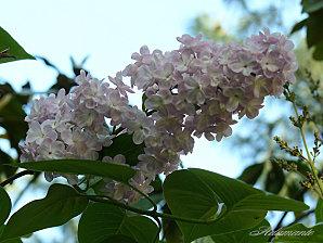 Lilas et sureau lilas