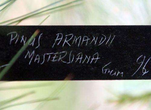 Pinus armandii jardin