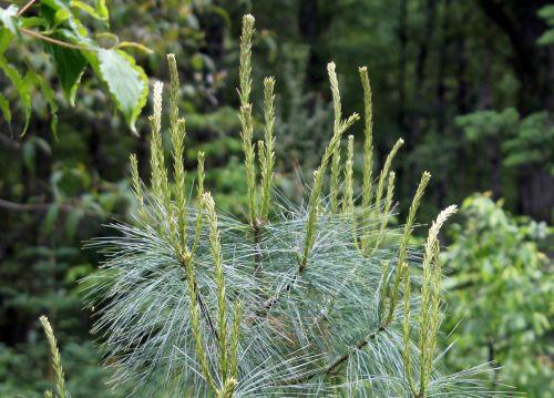 Pinus armandii jardin