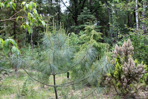 Pinus armandii jardin