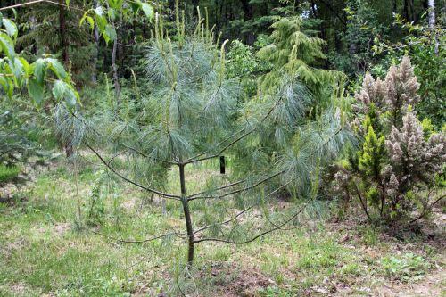 Pinus armandii jardin