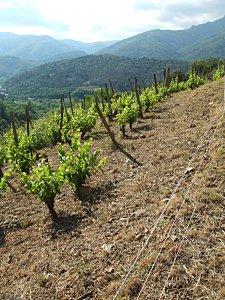 Balade de Juin dans la vigne Les Echelles Juin 2011