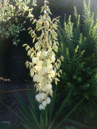 CAKE A LA TOMATE DSC07973