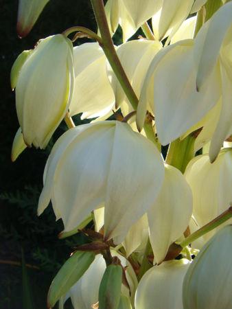 CAKE A LA TOMATE DSC07974