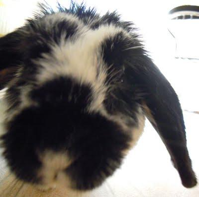 Galette DUKAN aux sons de Claire Pinson Galette DUKAN aux sons de Claire Pinson