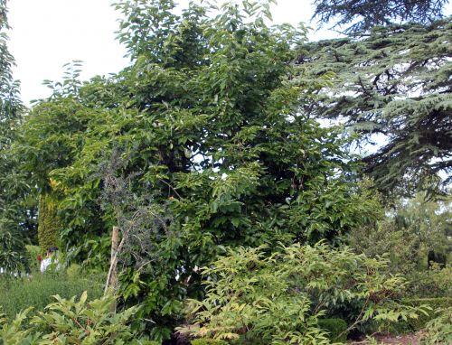 Diospyros kaki jardin