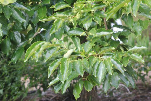 Diospyros kaki jardin