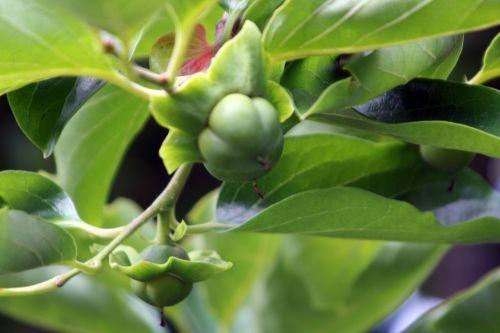 Diospyros kaki jardin