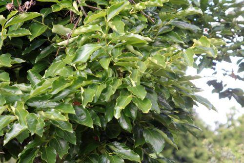 Diospyros kaki jardin