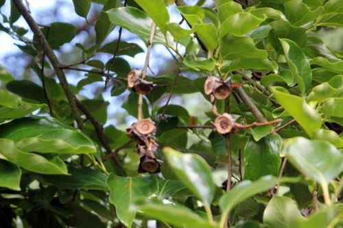Diospyros kaki jardin