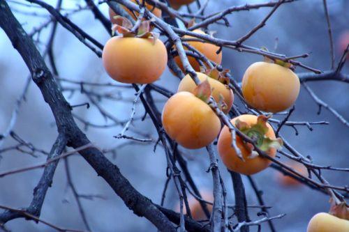 Diospyros kaki jardin