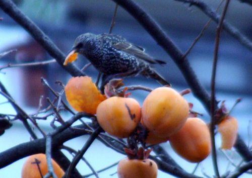 Diospyros kaki jardin
