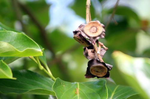 Diospyros kaki jardin