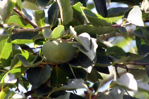 Diospyros kaki jardin