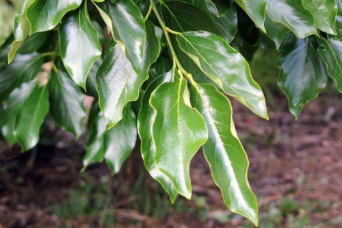 Diospyros kaki jardin