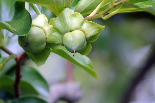 Diospyros kaki jardin