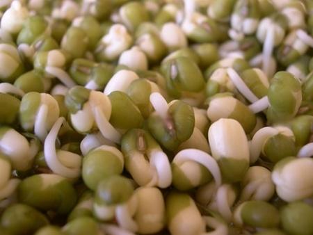 Pousses de soja Pousses de soja