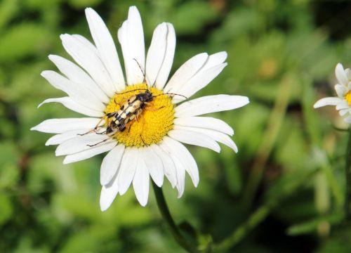 Le lepture maculé, l'avenir est assuré nature