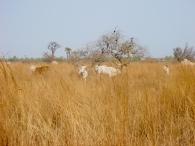 Brousse - Sine Saloum Brousse - Sine Saloum
