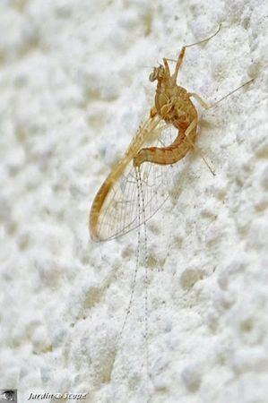 Une créature qui semble sortie d'un monde imaginaire ! Cloeon dipterum