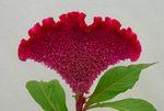 Celosie-Bombay-cherry-bloem-28-verkleind Celosie-Bombay-cherry-bloem-28-verkleind