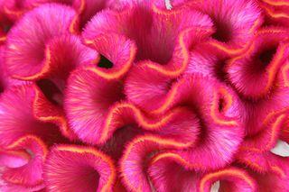 Celosia-Act-Rima_2 Celosia-Act-Rima_2