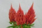 Celosie-Sunday-salmon-3-tak-verkleind Celosie-Sunday-salmon-3-tak-verkleind