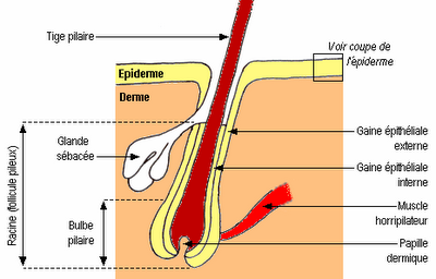 La Phytokératine : des protéines indispensables à la beauté et à la force de votre chevelure. La Phytokératine : des protéines indispensables à la beauté et à la force de votre chevelure.