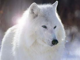 loup-blanc.jpg