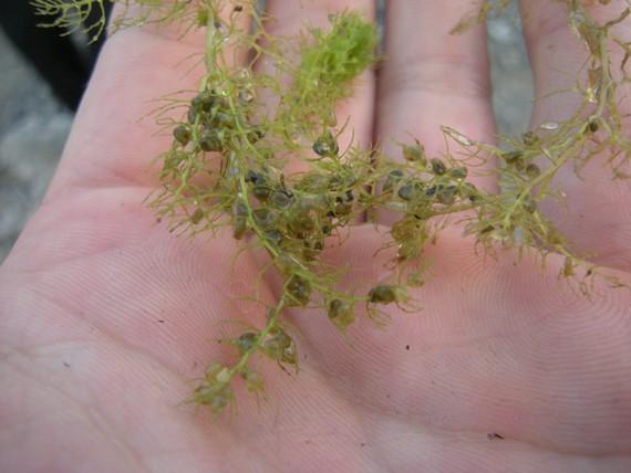 Des plantes carnivores du genre utriculaires colonisent les eaux