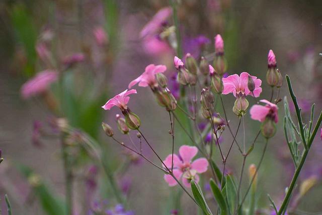 Survival gardening : un peu de patates avec les topinambours http://farm4.static.flickr.com/3266/5835545673_ddcd552fa9_z.jpg