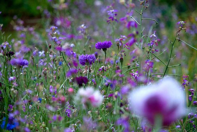 Survival gardening : un peu de patates avec les topinambours http://farm3.static.flickr.com/2582/5836096632_4ed33d62ec_z.jpg